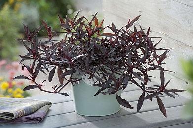 《最终幻想16》引擎可能是《最终幻想14》引擎改进版