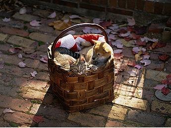 《消逝的光芒：困兽》全新预告：美轮美奂河狸谷