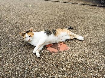 SteamDB推出多个更新 《哥谭骑士》或公布DLC